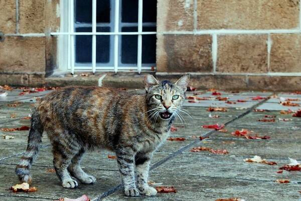 猫狗不能吃的东西