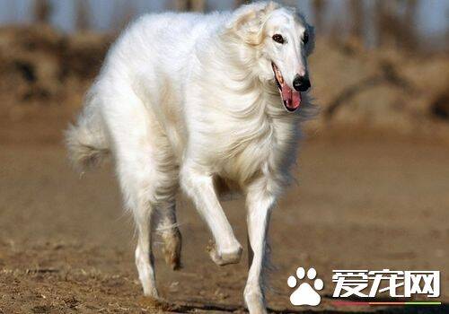 苏俄猎狼犬的智商 苏俄猎狼犬智商不是很高