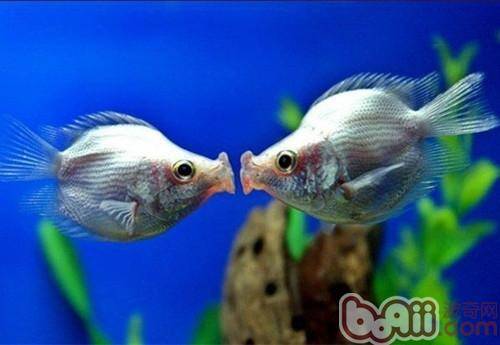 接吻鱼的外形特点