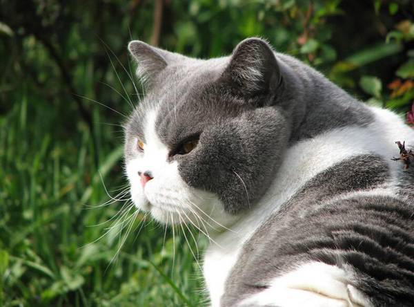 英短蓝白品相等级