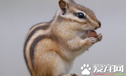 松鼠的外貌 松鼠的耳朵和尾巴的毛特别的长