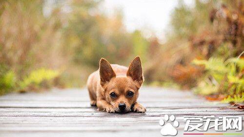 狗狗沐浴露排行榜 如何挑选狗狗沐浴露