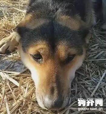 狗狗被栓养长达10年，铁链被解开的瞬间泪流不止