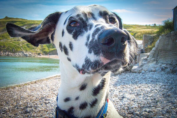 犬瘟后遗症