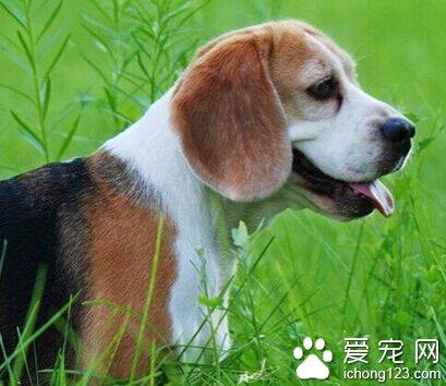 比格犬性格 比格犬天性活泼而且不怕生