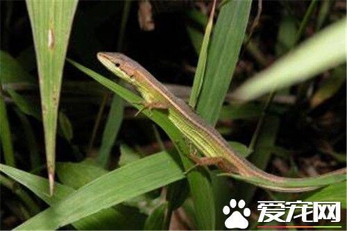 台湾草蜥怎么样 台湾草蜥是台湾的特有物种