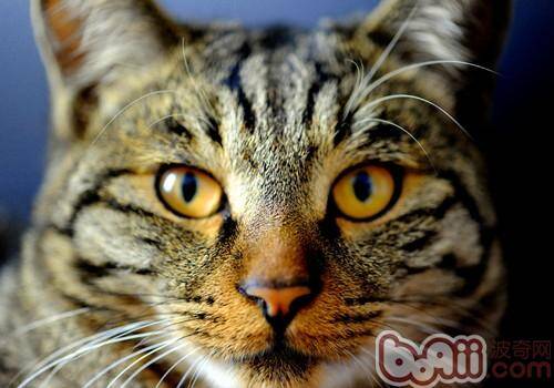 牛磺酸对猫咪有什么的作用