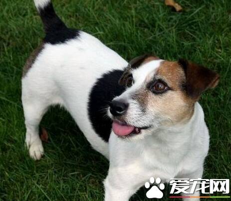 杰克罗素梗犬适合家养吗 杰克罗素梗犬好养吗