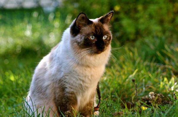 猫吃东西流眼泪