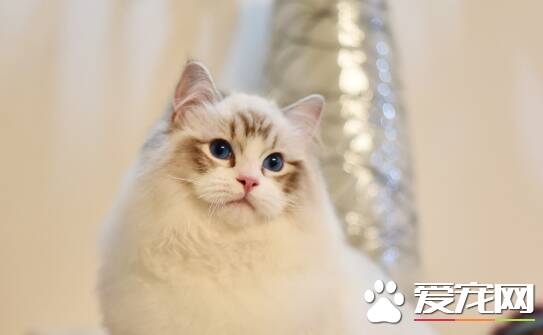 海山色成年布偶猫什么意思 海山色布偶猫多少钱一只