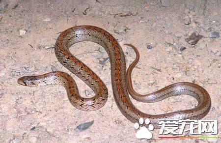 台湾小头蛇有毒吗 台湾小头蛇属于无毒蛇种