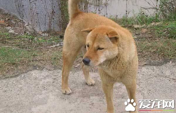 中华田园犬有哪些品种 中华田园犬目前可收集统计的有以下几种