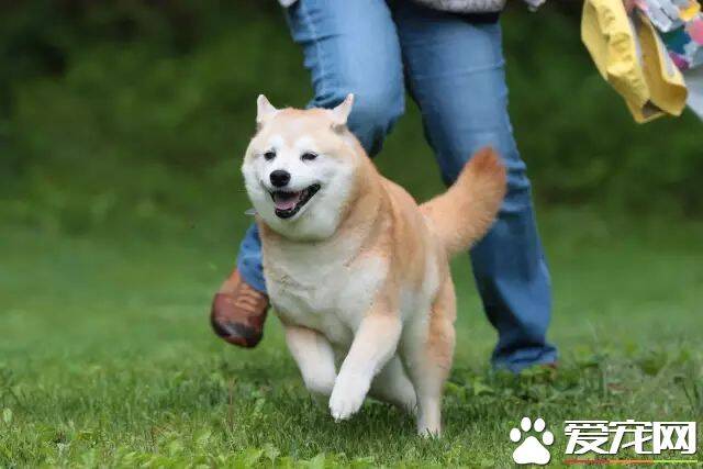 柴犬尾巴几个月卷 正常来说两个月基本卷尾了