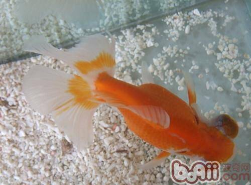 金鱼的年龄及辨别方法