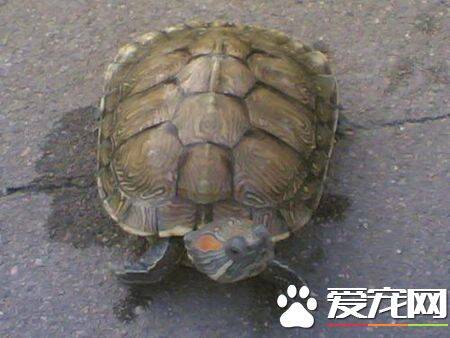 养巴西红耳龟水位大约多少 幼龟要有五公升水