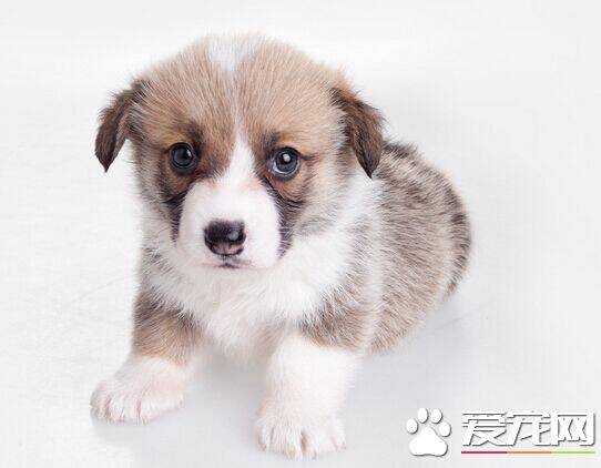 狗项圈怎么带 从小培养狗带项圈的习惯