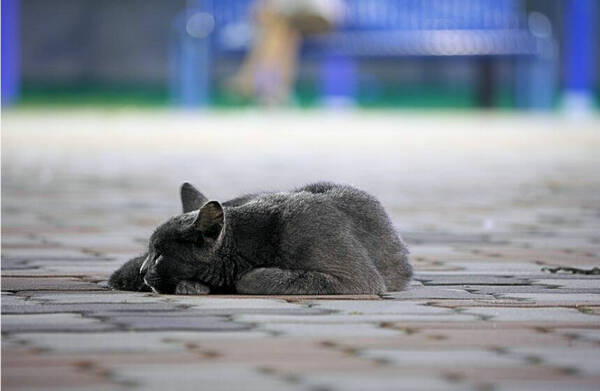 猫便秘不能吃的东西