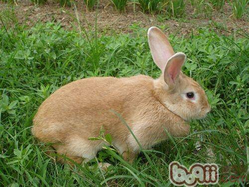 豫丰黄兔品种特征
