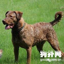 切萨皮克海湾犬标准- 切萨皮克海湾寻回犬饲养方法及智商排名