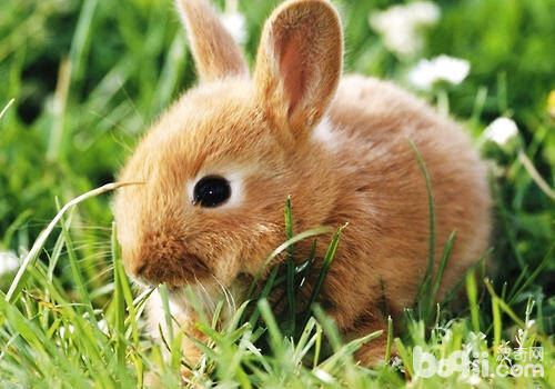 兔子牧草的选择和保存