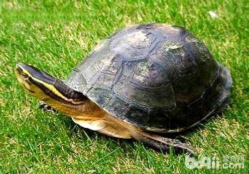 安布闭壳龟怎么饲养？安布闭壳龟饲养技巧