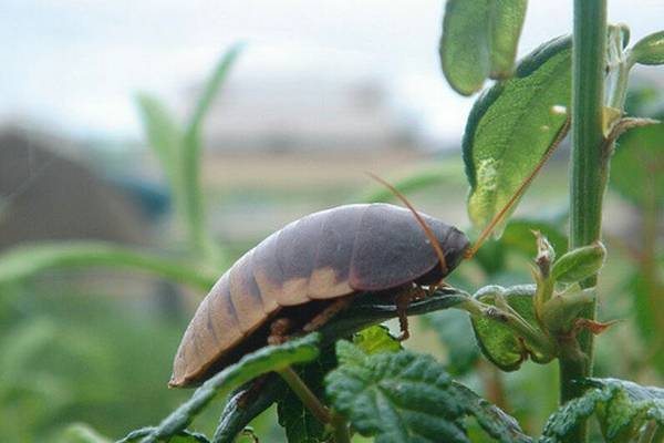 蟑螂吃什么生存