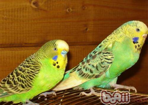 如何训练鹦鹉学说话