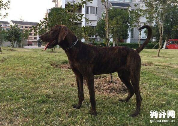 普罗特猎犬怎么养- 普罗特猎犬价格及智商