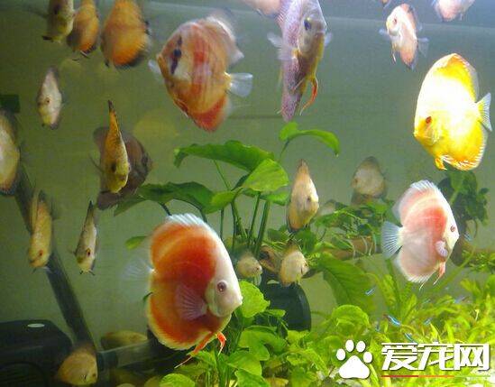 七彩神仙鱼吃什么饲料 四种常见饲料