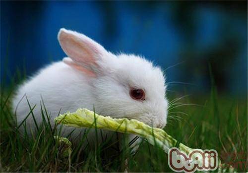 对兔子有益的四类食物