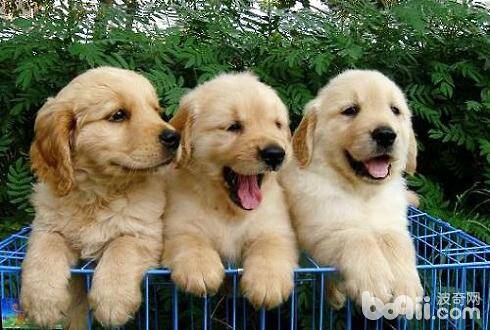 狗翻肠子怎么办？狗翻肠子怎样预防？