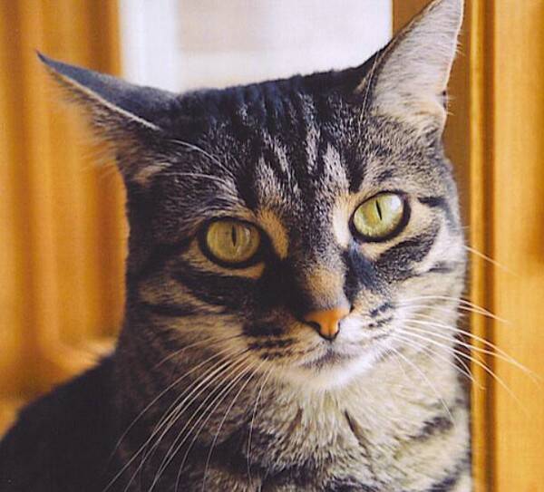 小猫三个月换牙正常吗