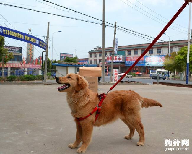 说一说那些不文明的养狗行为