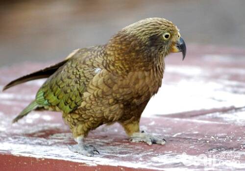 新西兰啄羊鹦鹉怎么养？啄羊鹦鹉介绍