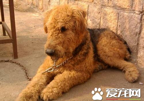 万能梗犬为什么要阉掉 避免不需要的繁殖