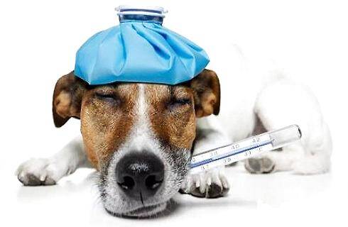 怎么判断狗狗发烧？如何应急处理？