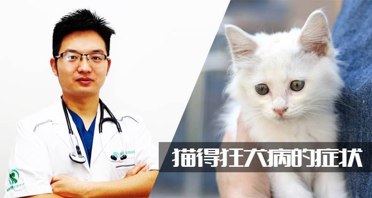 猫得狂犬病的症状