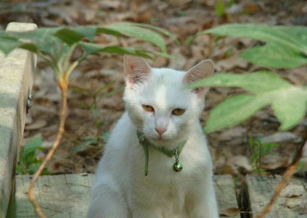 两个月小猫不会用猫砂