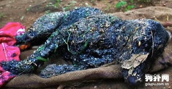 狗狗被泼沥青惨变“石膏狗”，得爱心人士救助后重获新生