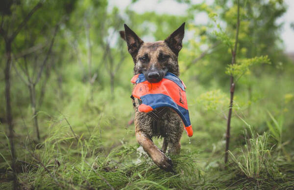 马犬纯不纯怎么看