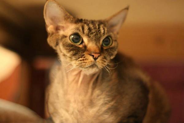 小猫可以洗澡吗