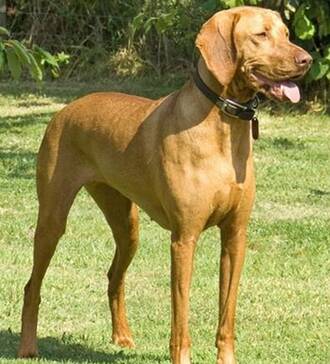 维兹拉犬的形态特征 这种犬的举止很优雅