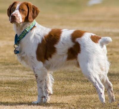 布列塔尼犬的形态特征 该犬体格强壮