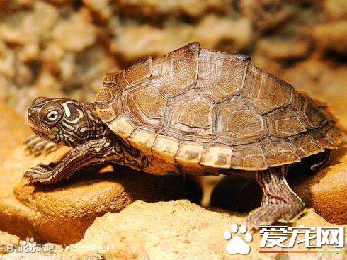 地图龟的饲养方法 地图龟的生活习惯和特征