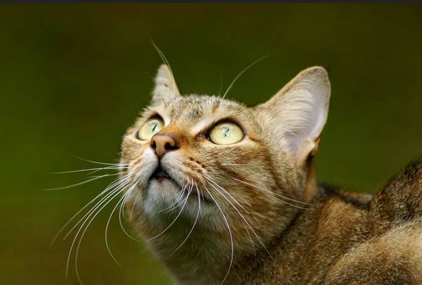 猫大晚上不停掏猫砂