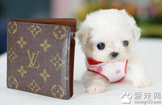 狗狗一天睡多久 并没有固定的睡眠时间