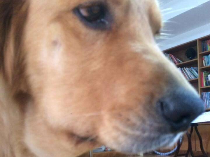 看照片决定领养 接狗时发现只剩半张脸吓傻！不离不弃带它到处求医