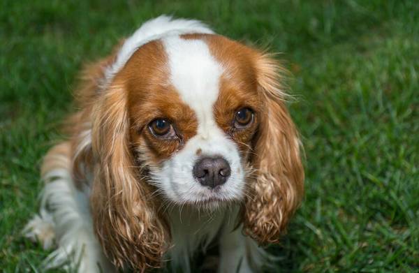 狗狗长期不出门