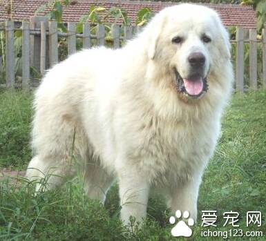 大白熊犬的智商 该犬排名第64位