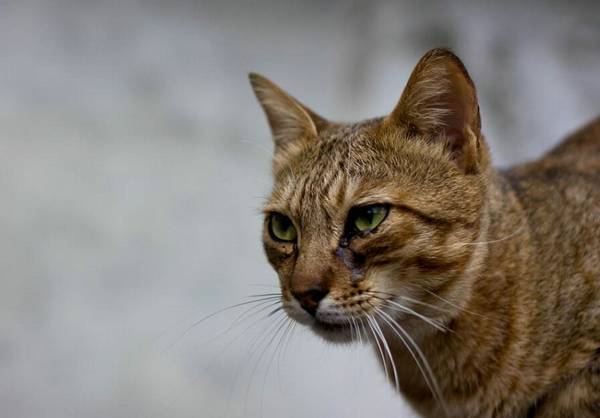 猫牙齿掉了吃什么好
